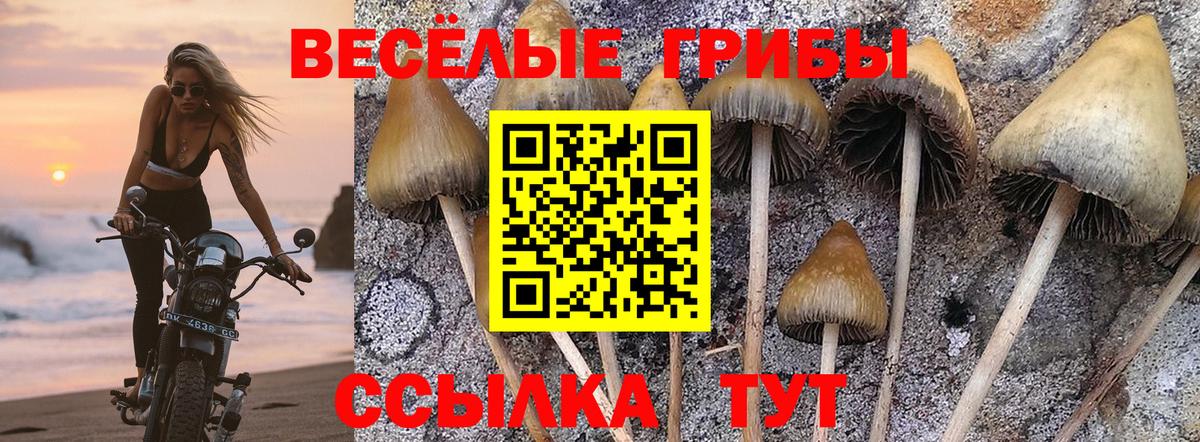 Псилоцибиновые грибы GOLDEN TEACHER Александров